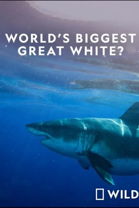 World's Biggest Great White Shark