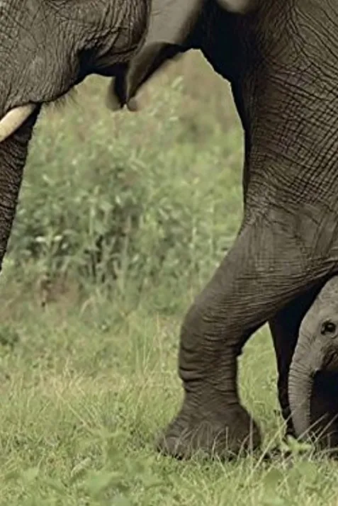 "Nature" Soul of the Elephant