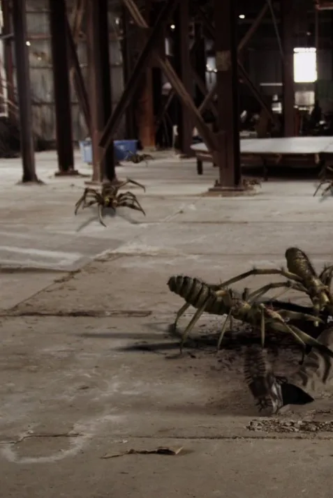 Camel Spiders
