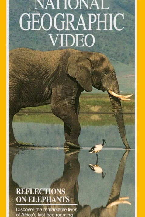 Reflections on Elephants