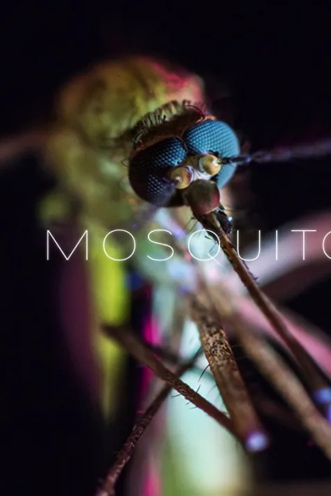 Mosquito