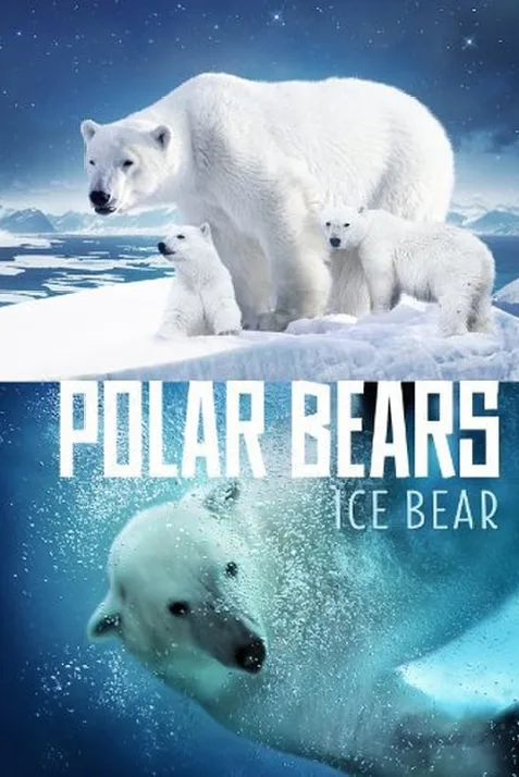Polar Bears: Ice Bear