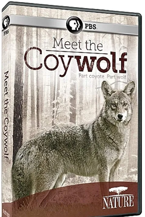 Nature: Meet the Coy-wolf