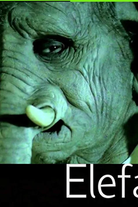 Elefante