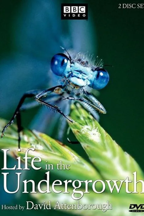 Life in the Undergrowth