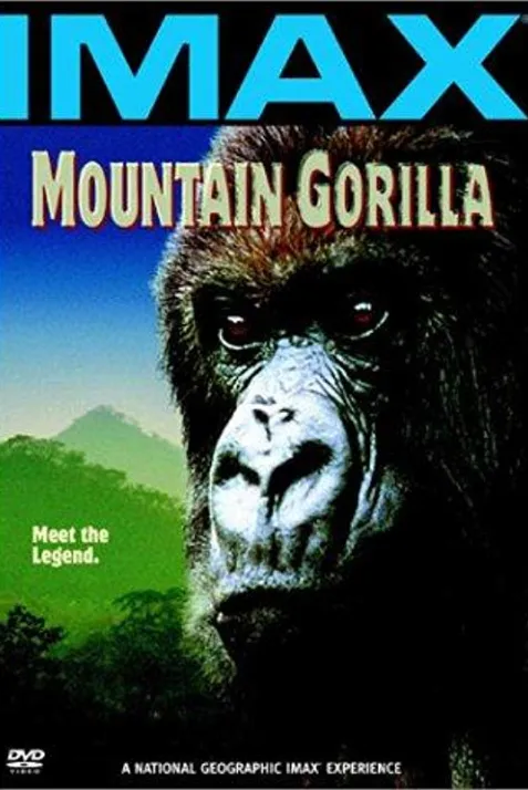 Mountain Gorilla