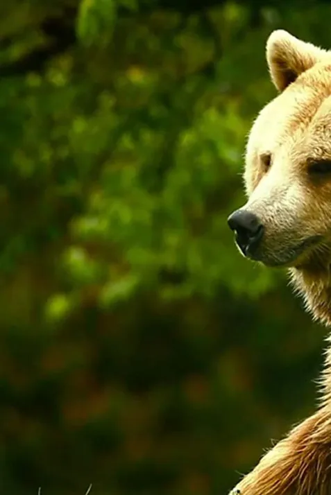 Unedited Footage of a Bear