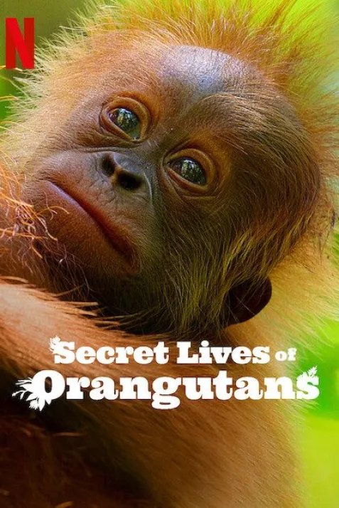 Secret Lives of Orangutans