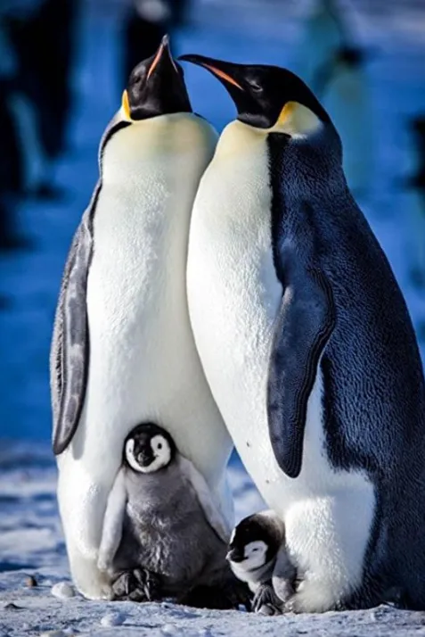 Snow Chick: A Penguin's Tale