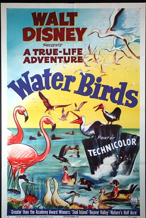 Water Birds