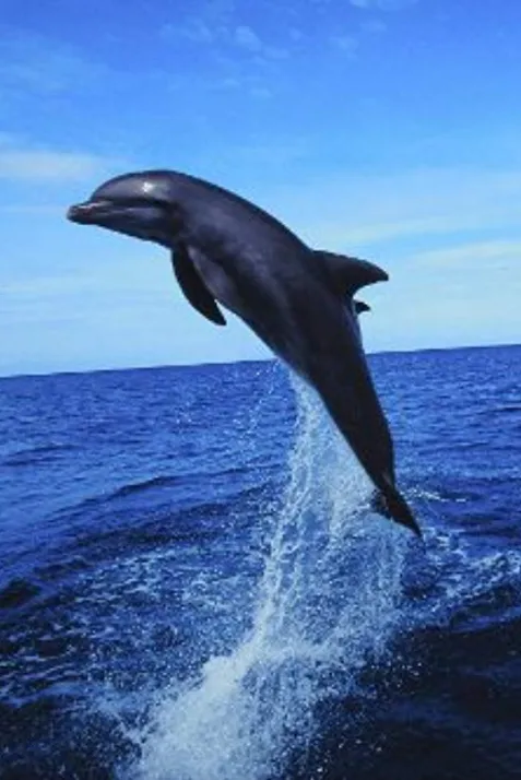 Dolphins: The Wild Side