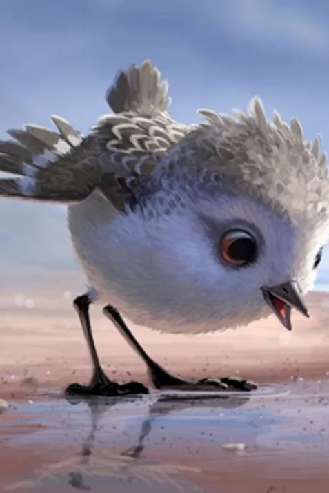 Piper