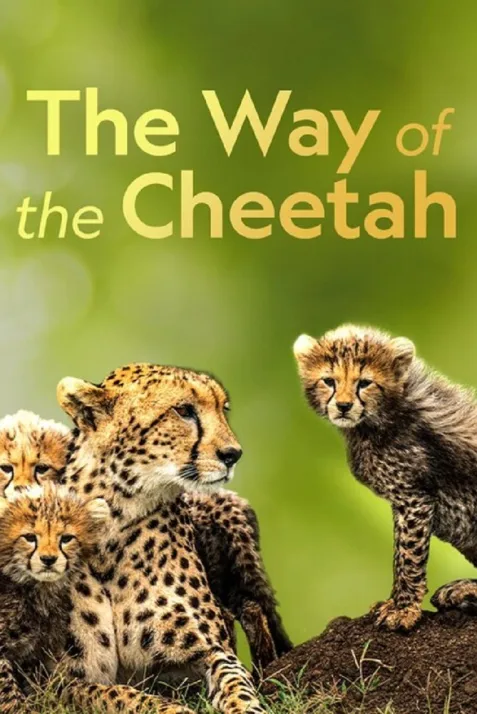 "Big Cat Week" The Way of the Cheetah