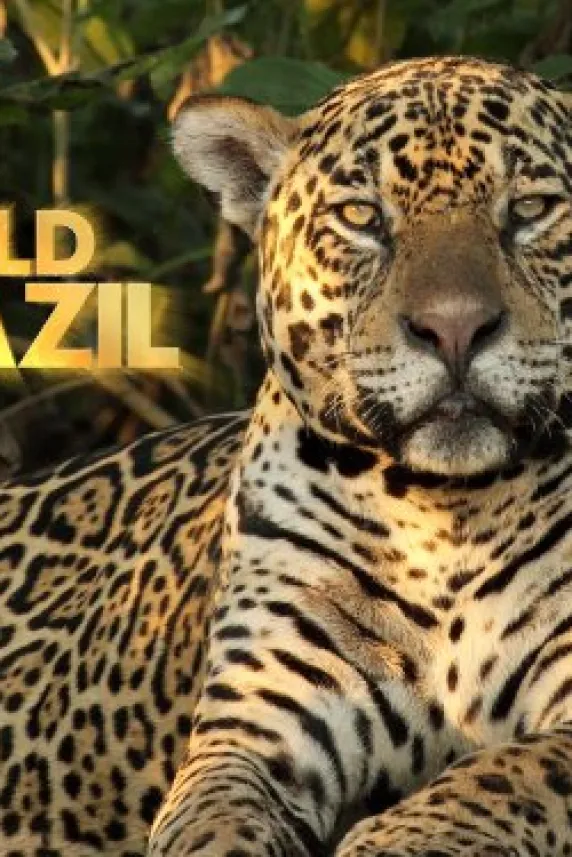 Wild Brazil