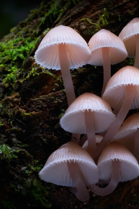 Fungi: The Web of Life
