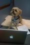 Lynn Appelle